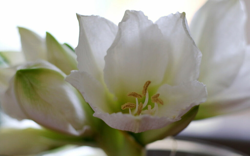 13 Popular Houseplants with White Flowers