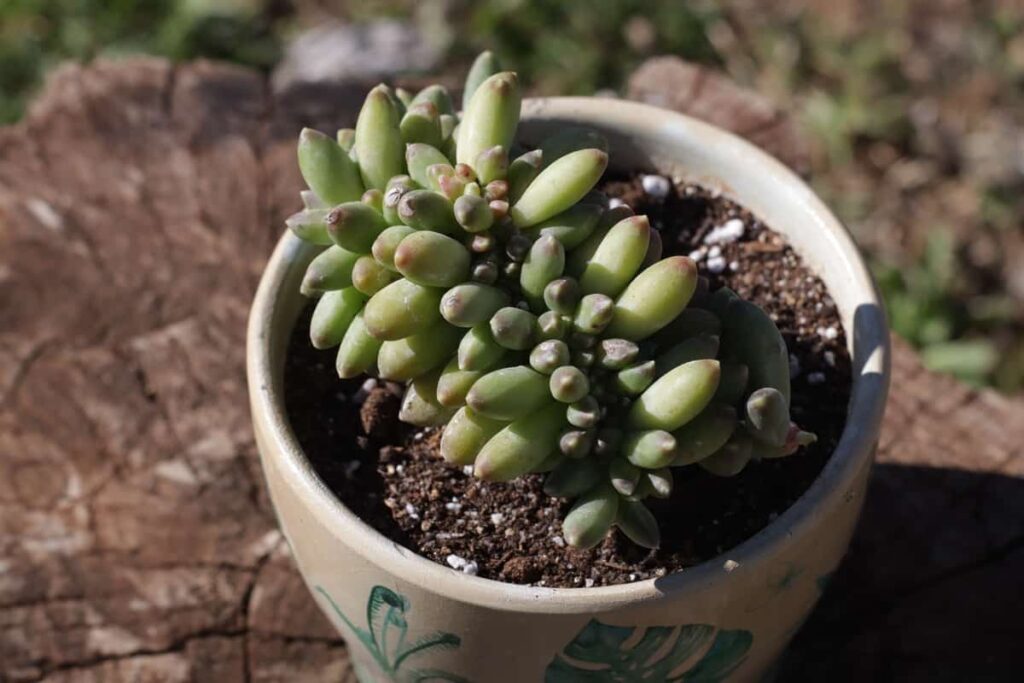 How to Grow and Care for Baby Toes Succulent