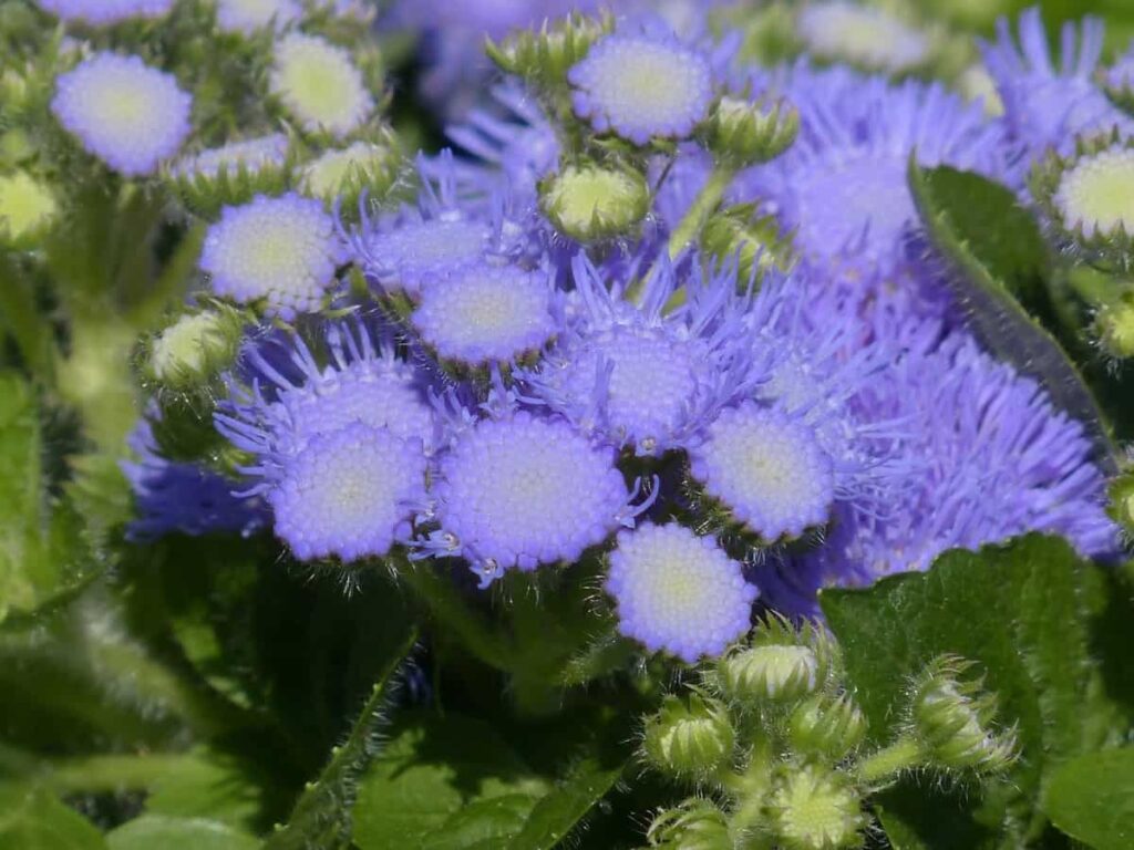 Ageratum Purple Flowers