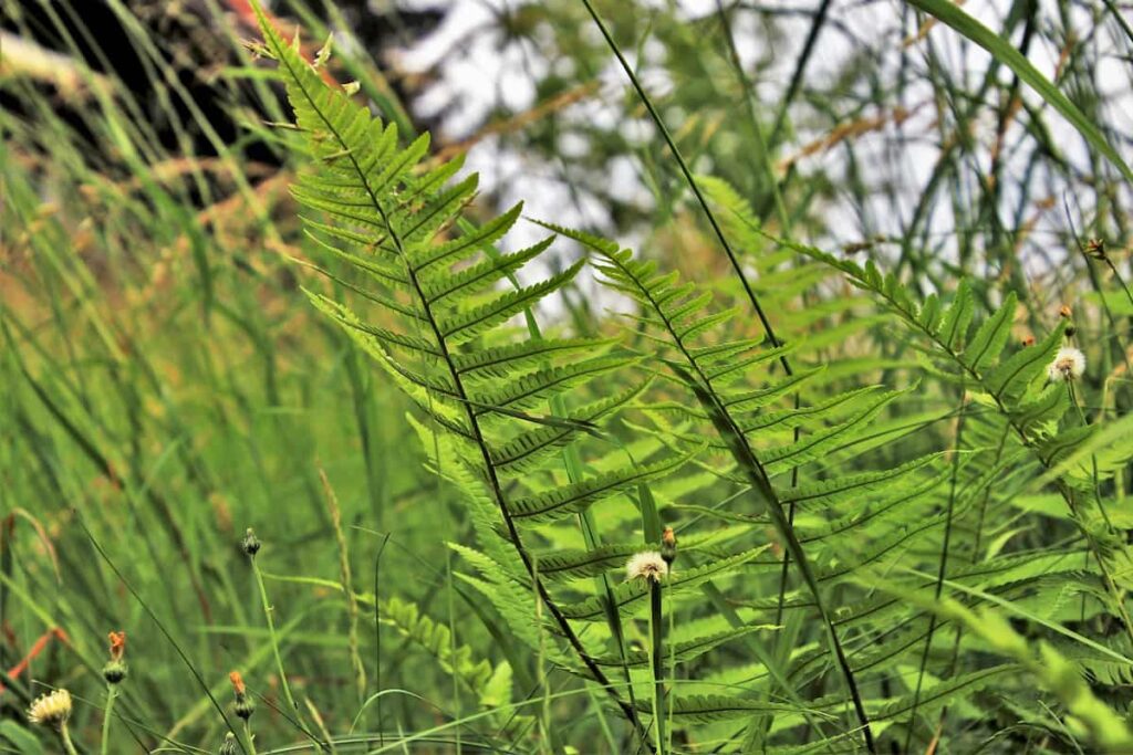 Ferns Alpine Grass