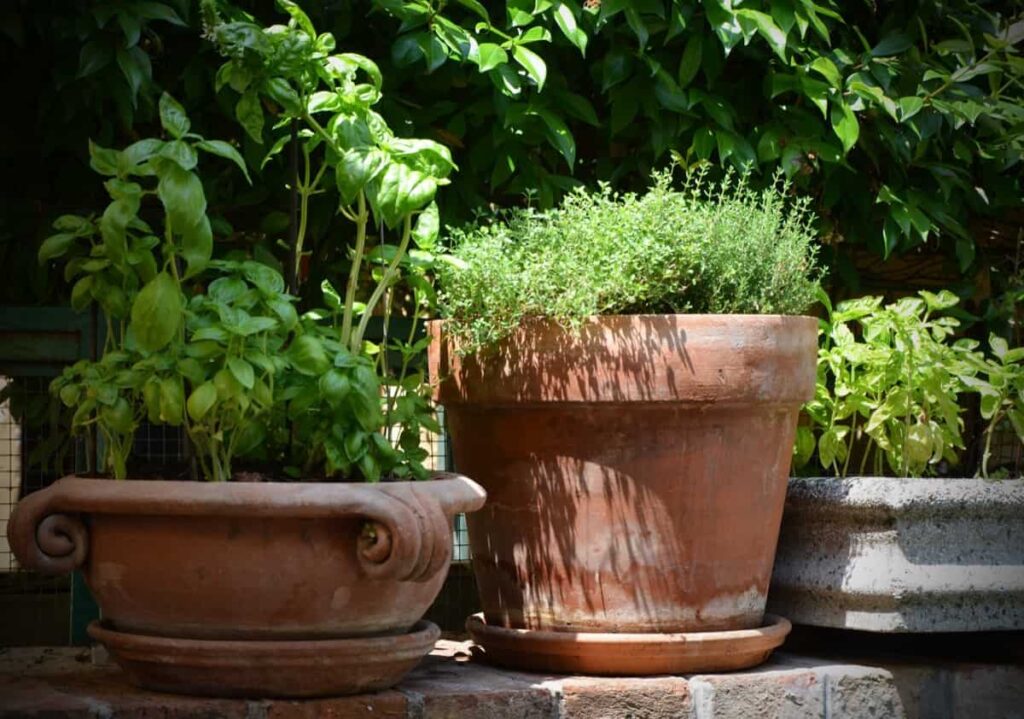 Tips for Using Terracotta Pots in Your Garden