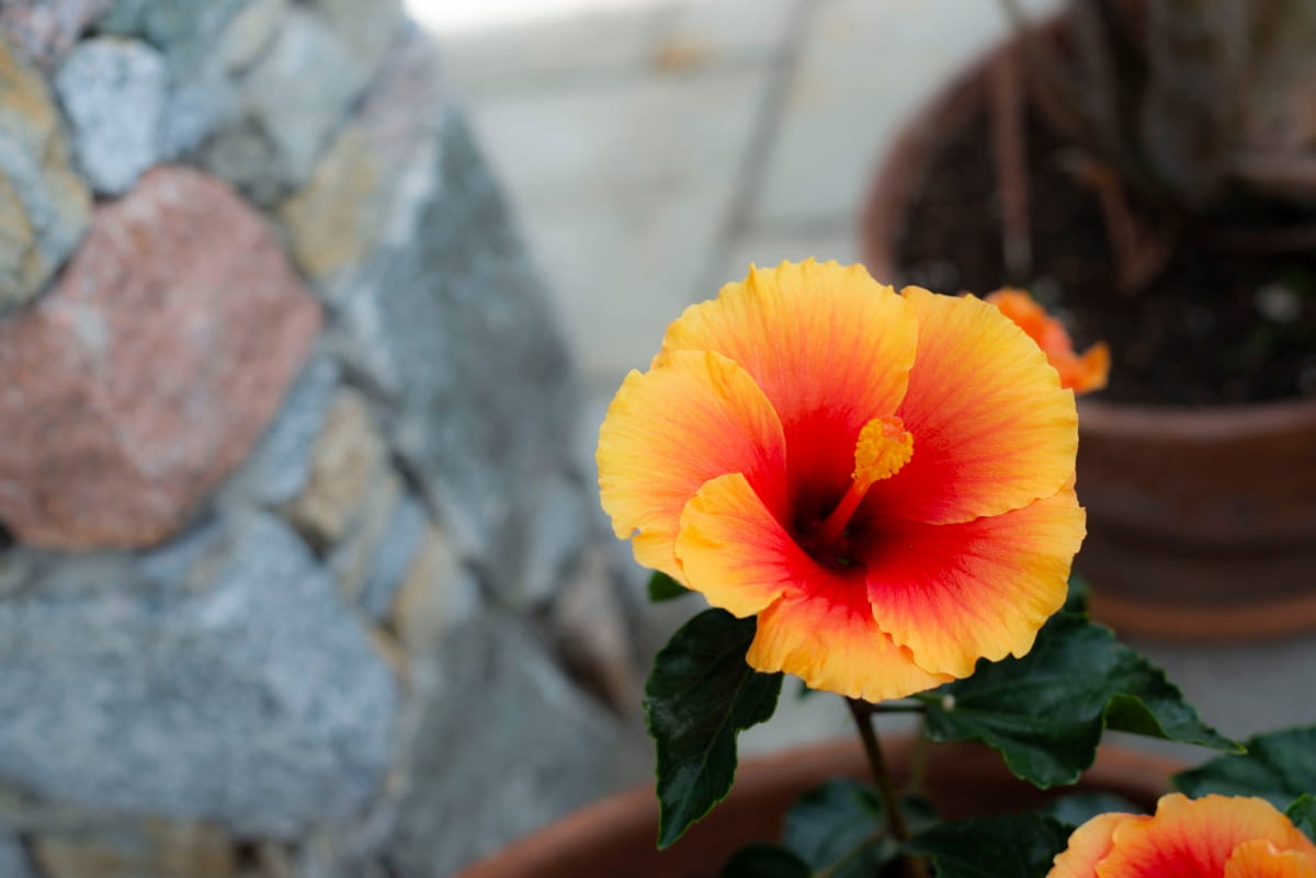 8 Reasons Why Your Potted Hibiscus is Not Blooming