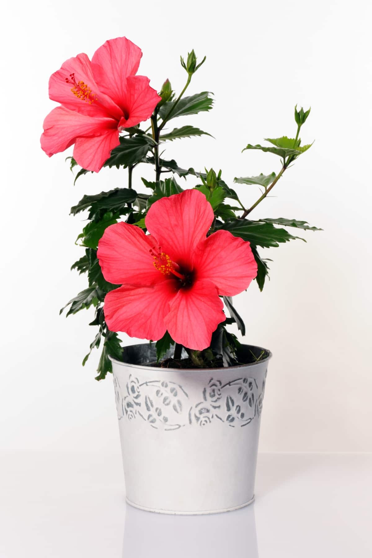 Pot with Hibiscus