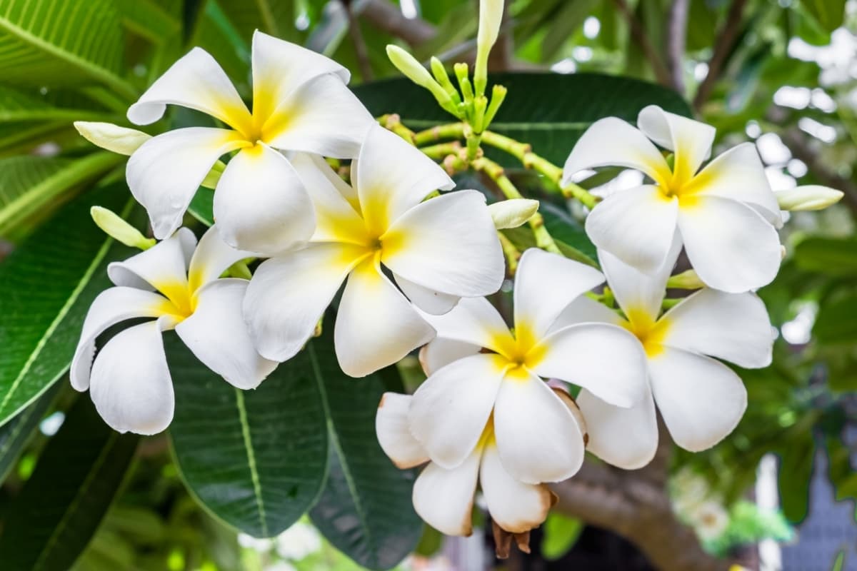 9 Key Reasons Your Potted Frangipani Won't Flower
