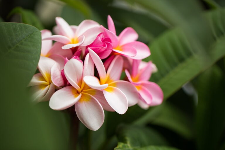 Unlock Blooms: 9 Key Reasons Your Potted Frangipani Won’t Flower