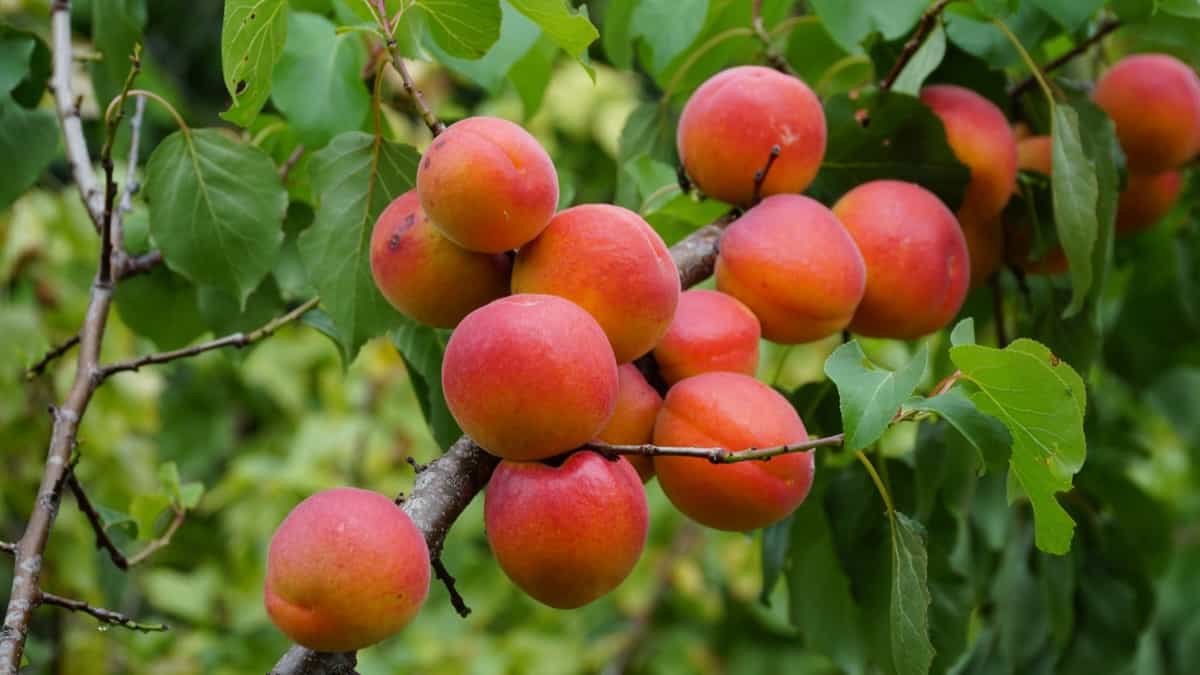 Apricot Fruits Ready to Harvest