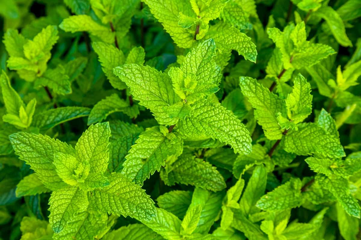 Aromatic Herb Garden5