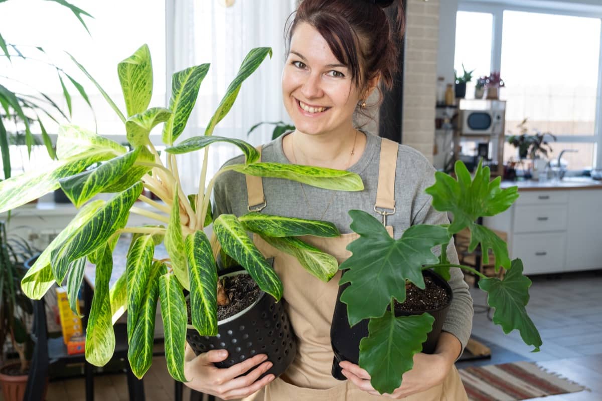 potted plants for indoor gardening