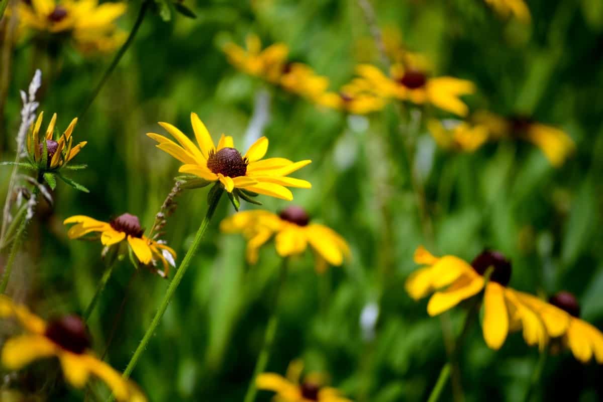 Best Annual Fall Flowers to Plant for Pollinators: Yellow black-eyed Susan