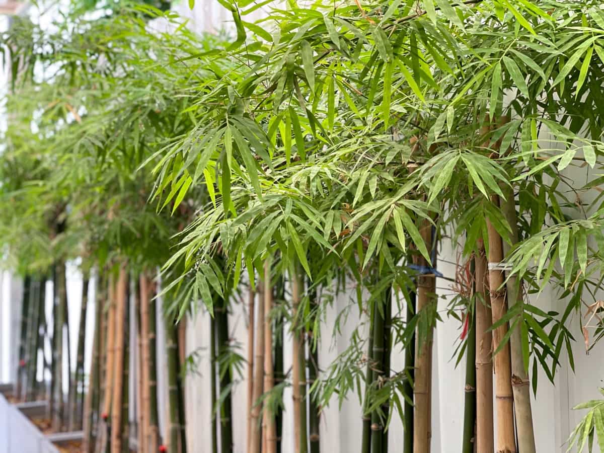 Bamboo Hedging