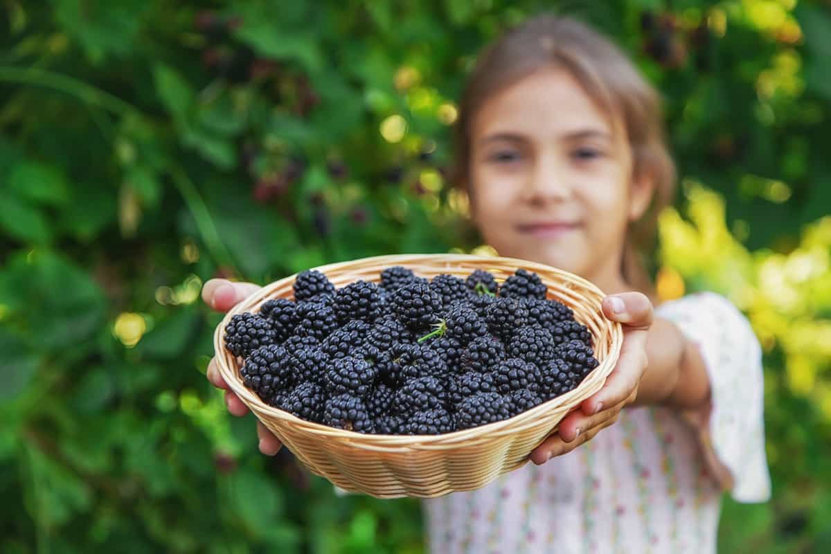 harvesting blackberries in the garden