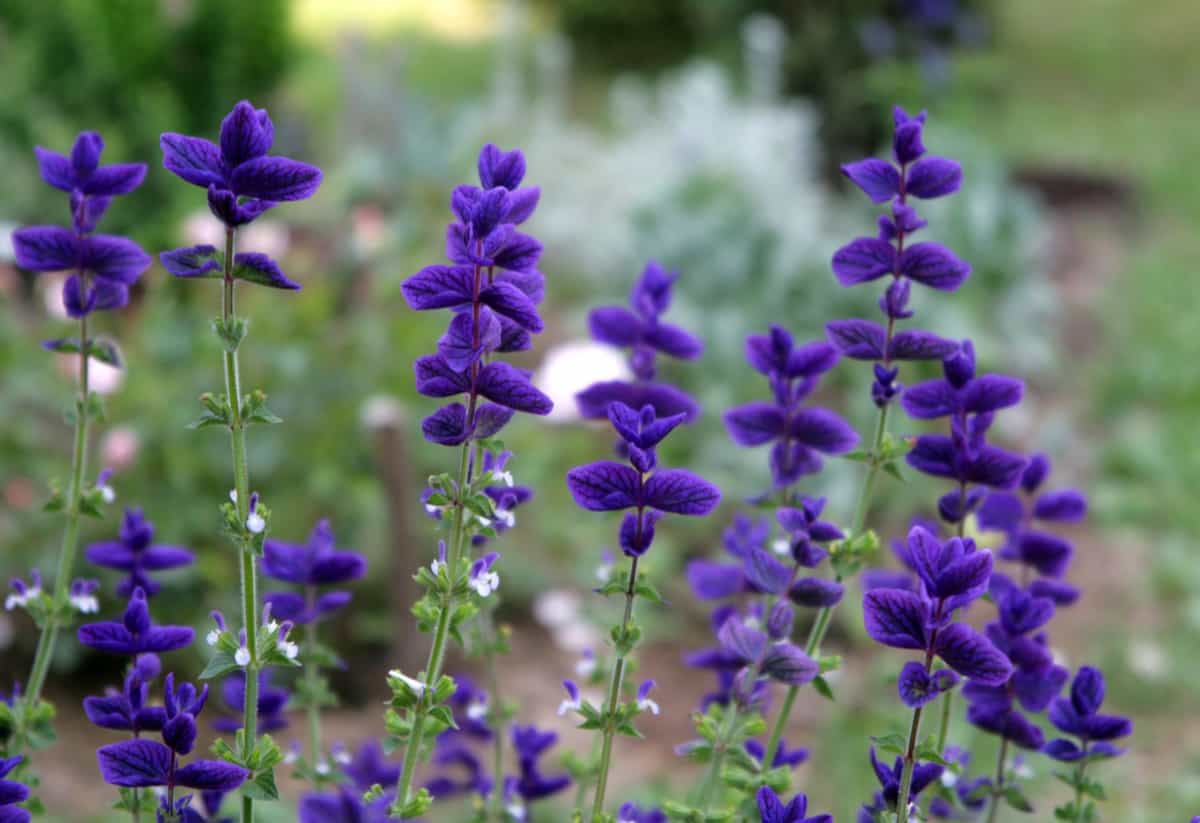 Salvia Flowers Purple