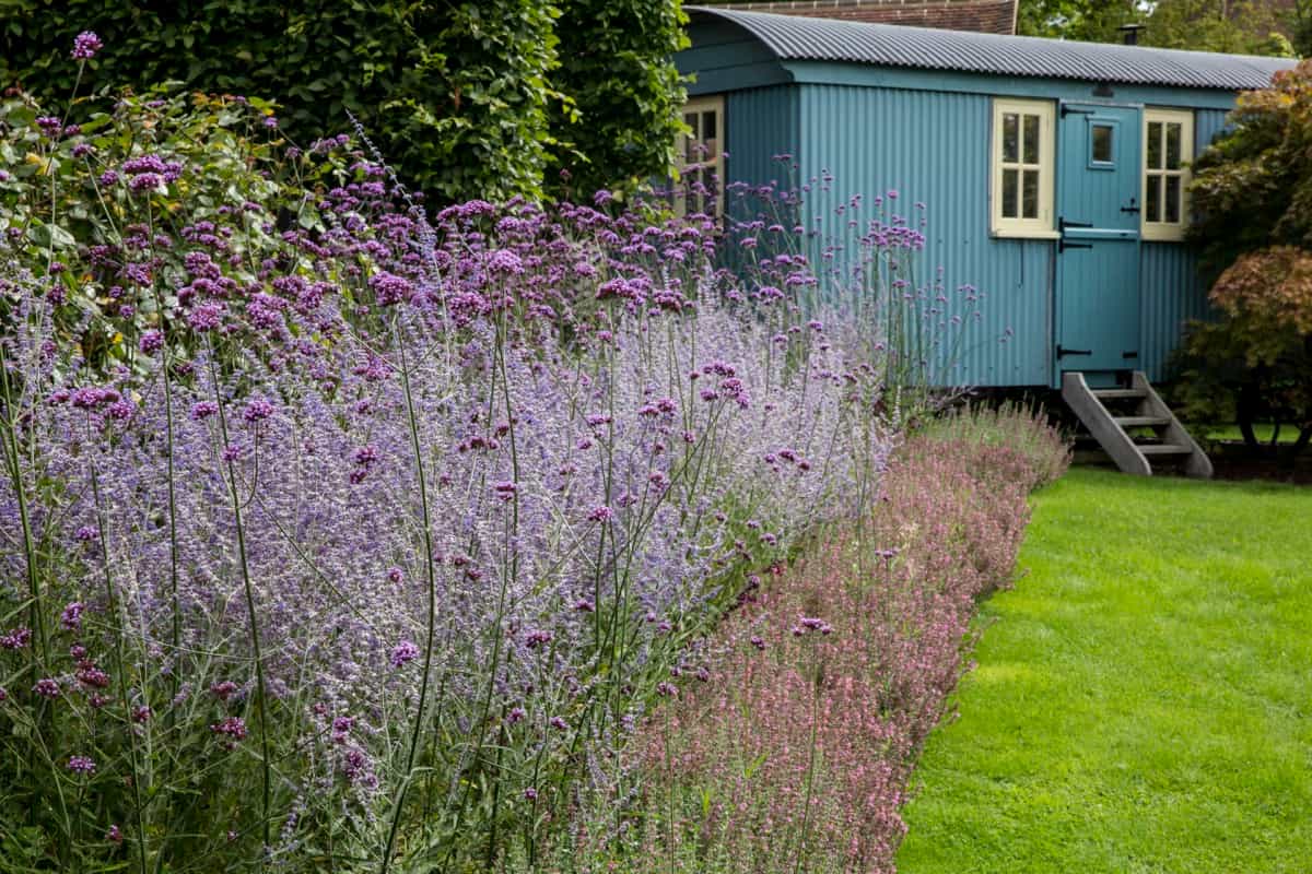 Best Border Flowers for Your Garden: Lavender