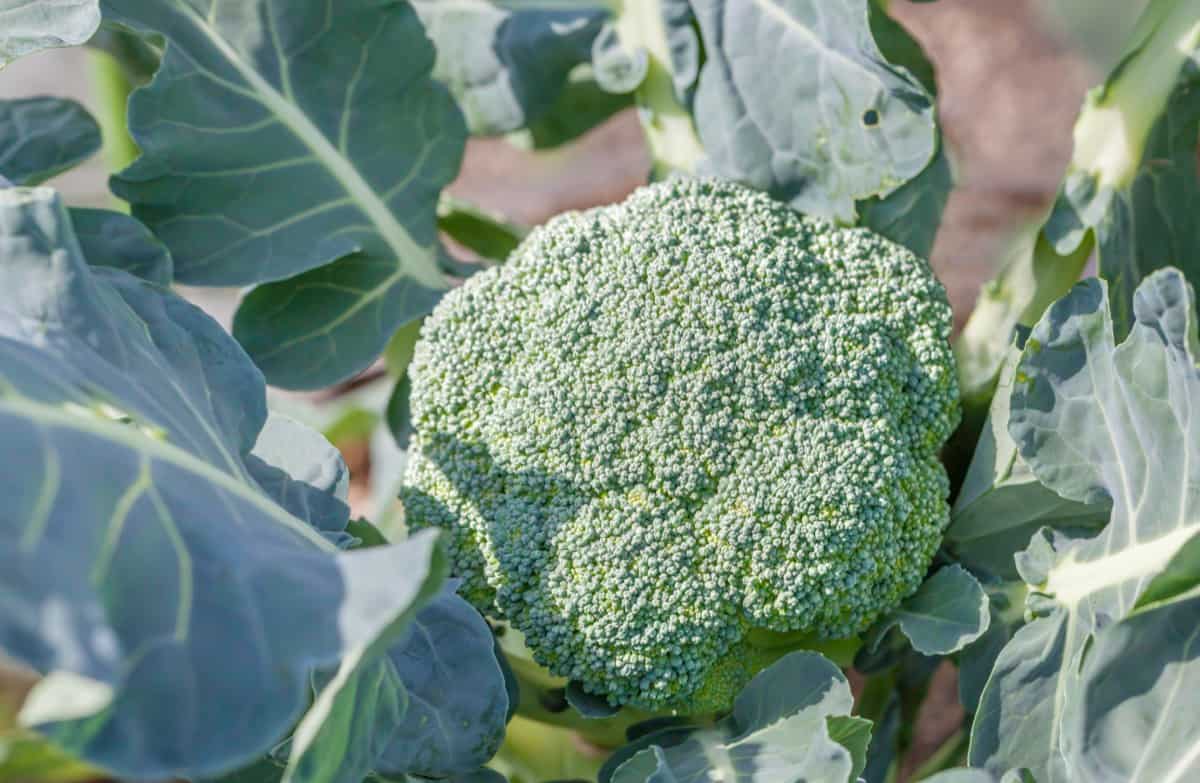 Broccoli Farming