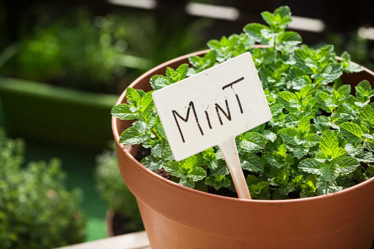 Mint pot for indoor gardening