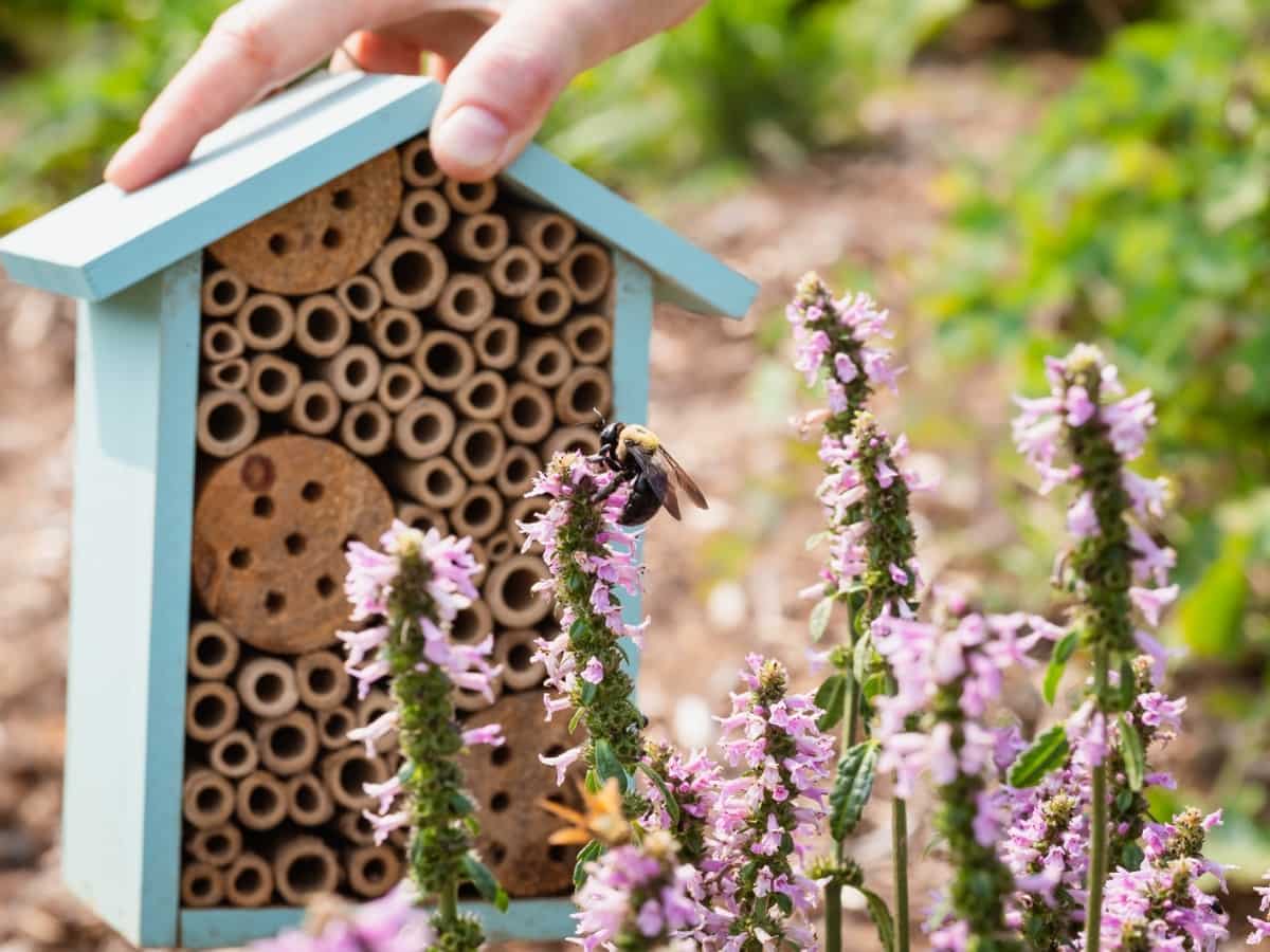 Pollinator house