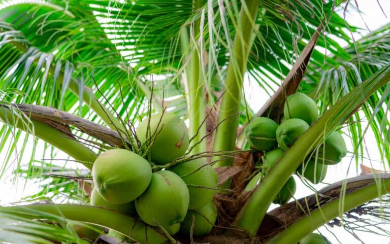 Best Fertilizer for Coconut Trees: Application Guidelines for Coconut Palm