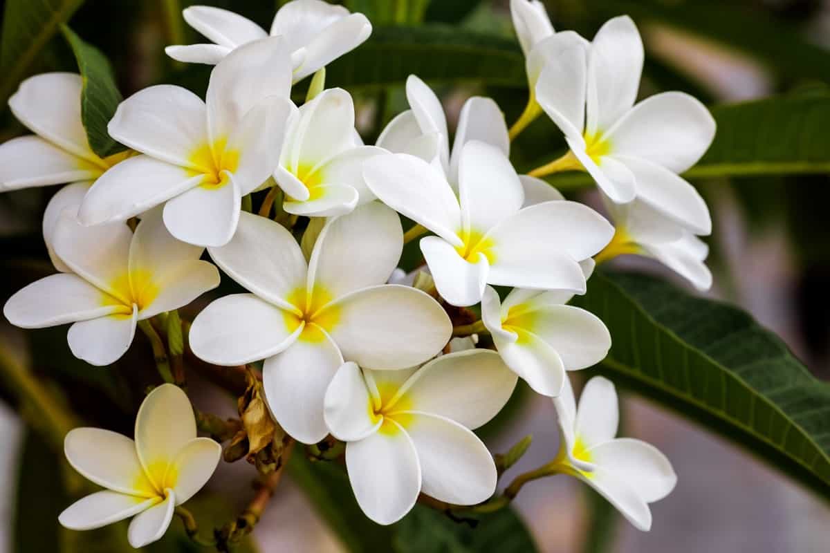 White Plumeria Flowers