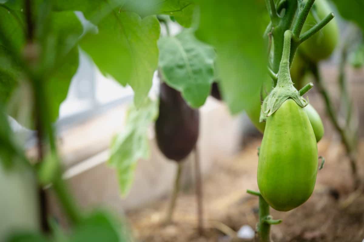 Best Fertilizers for Eggplant Plants in Pots
