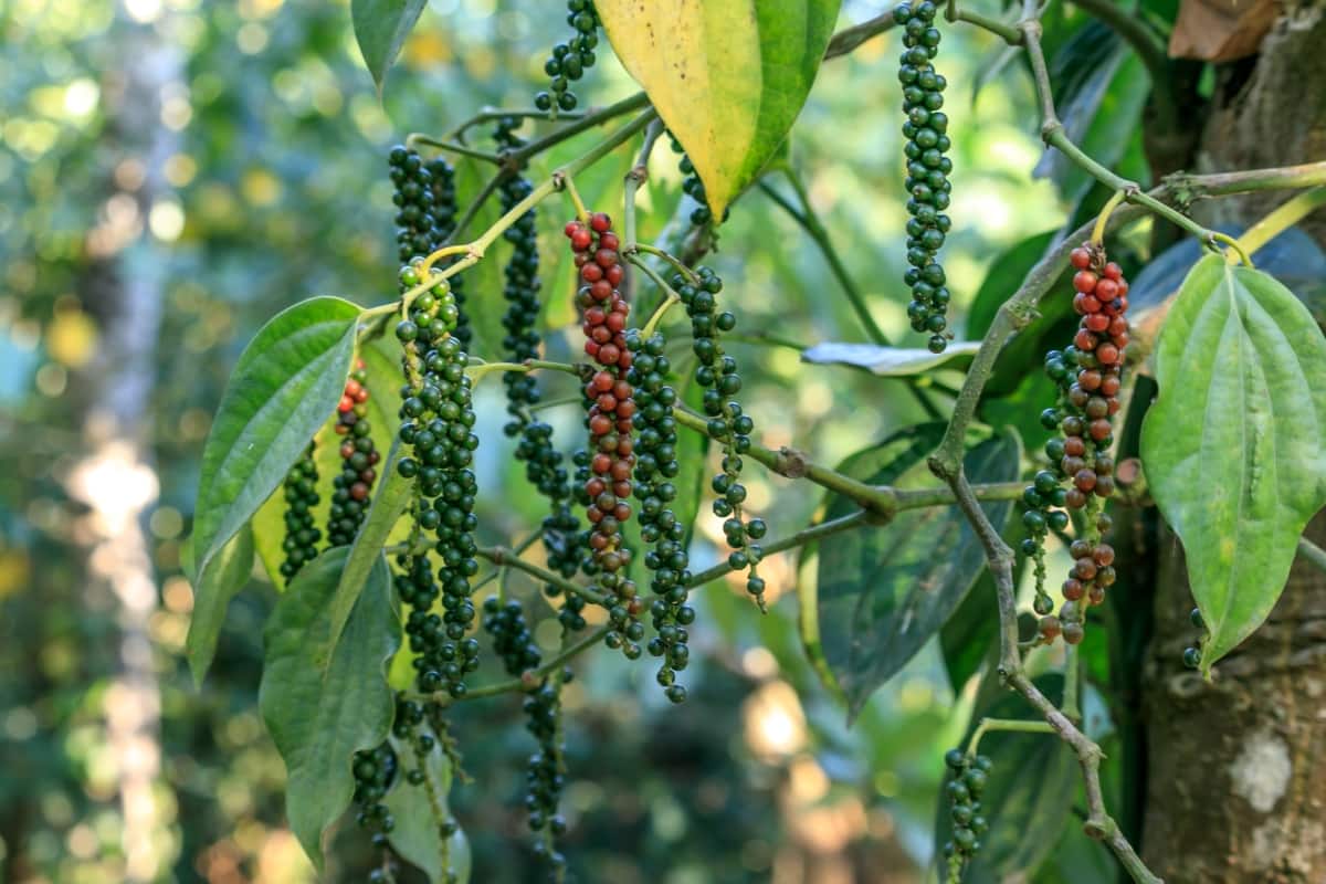 Black Pepper Plant with Peppercorns