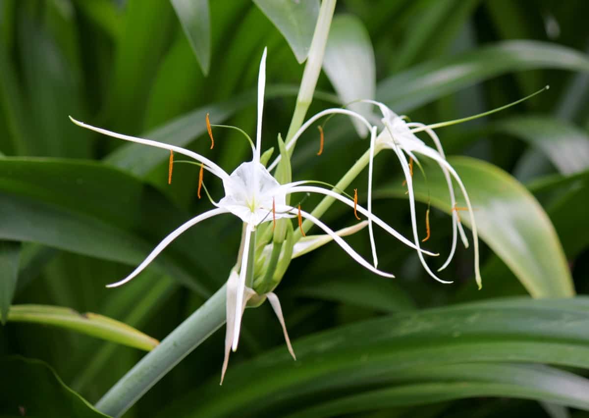 Spider Lily Flower Plant