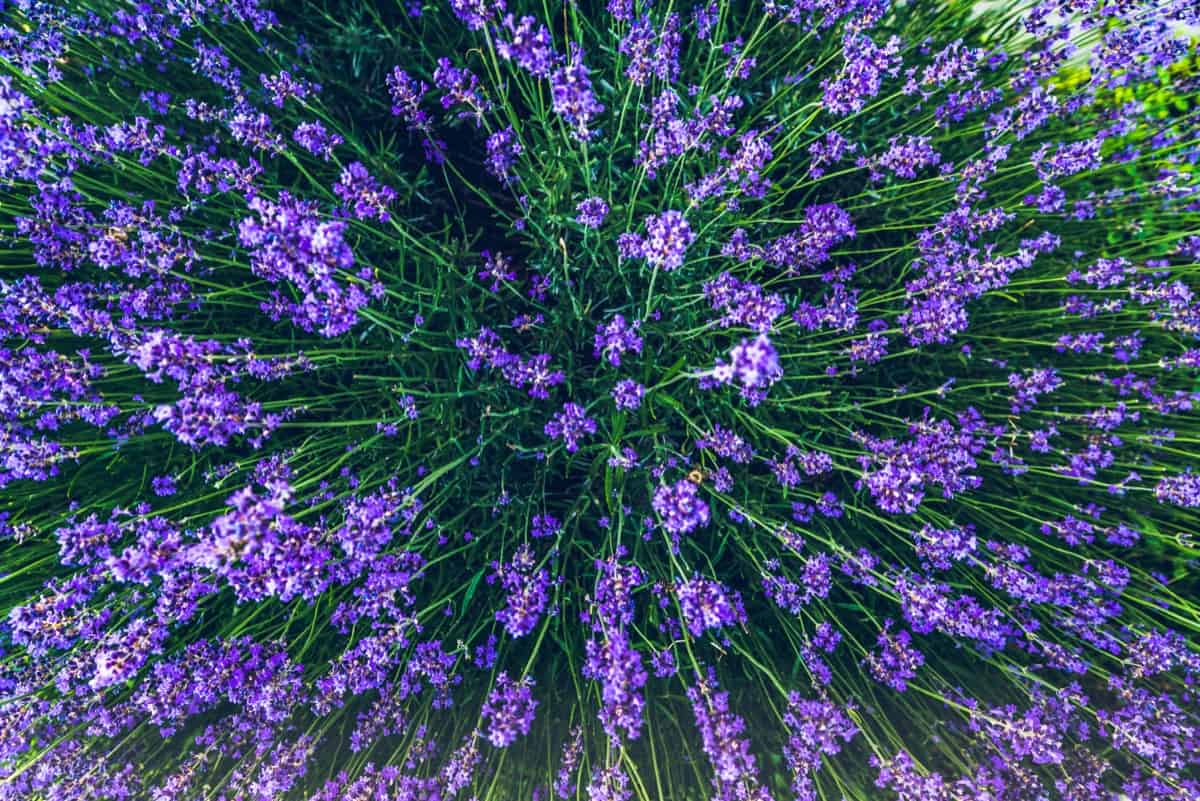 Best Herbs for Tea Garden: Lavender