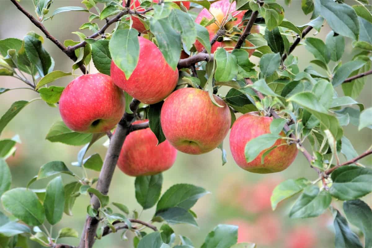 Apples on The Apple Tree