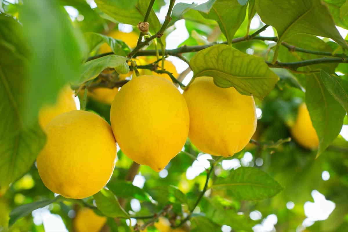 Fresh organic lemons on tree in the orchard