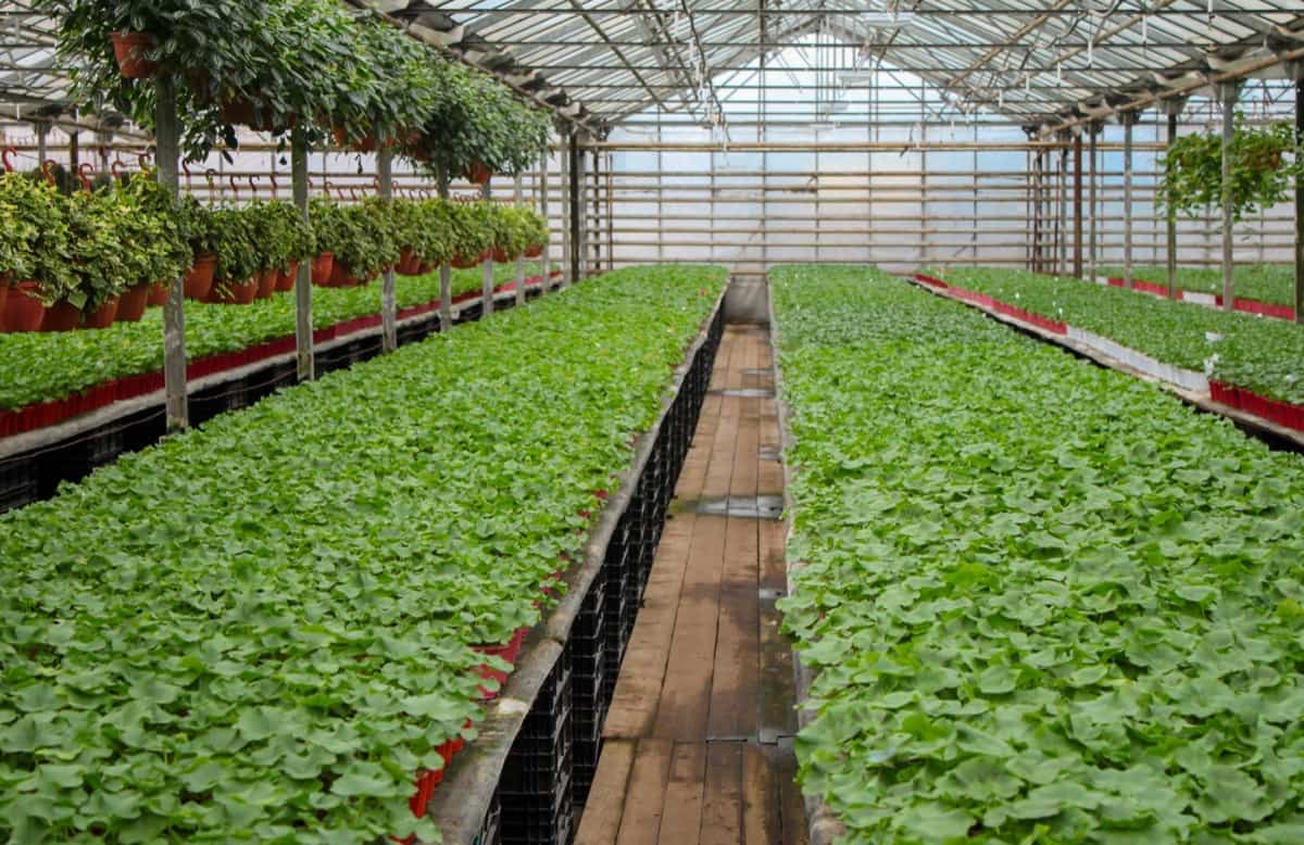 Greenhouse Plant NBursery