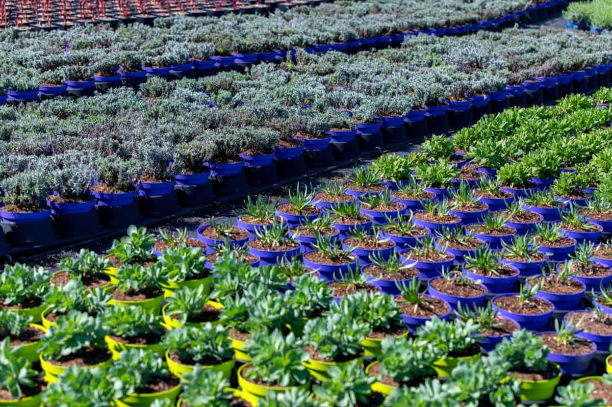 Container Plants in a Nursery