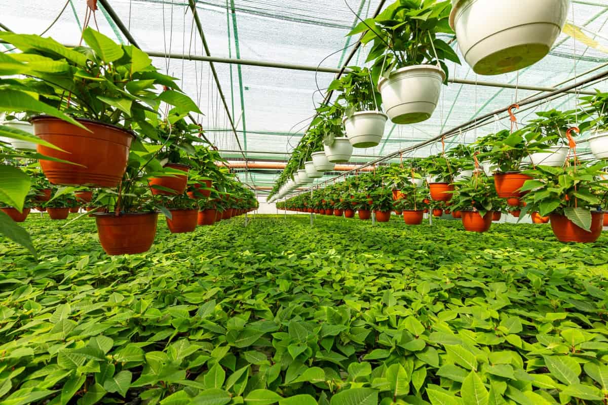 Plants nursery in a greenhouse