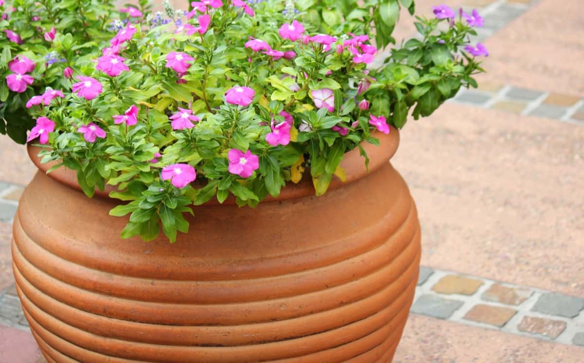 Best Planter Materials to Use Indoors or Outdoors: Terracotta