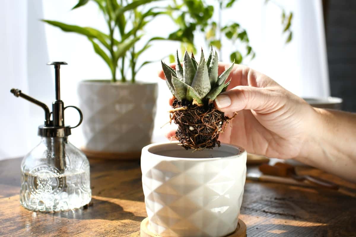 Glazed Ceramic Pot for Indoor Garden