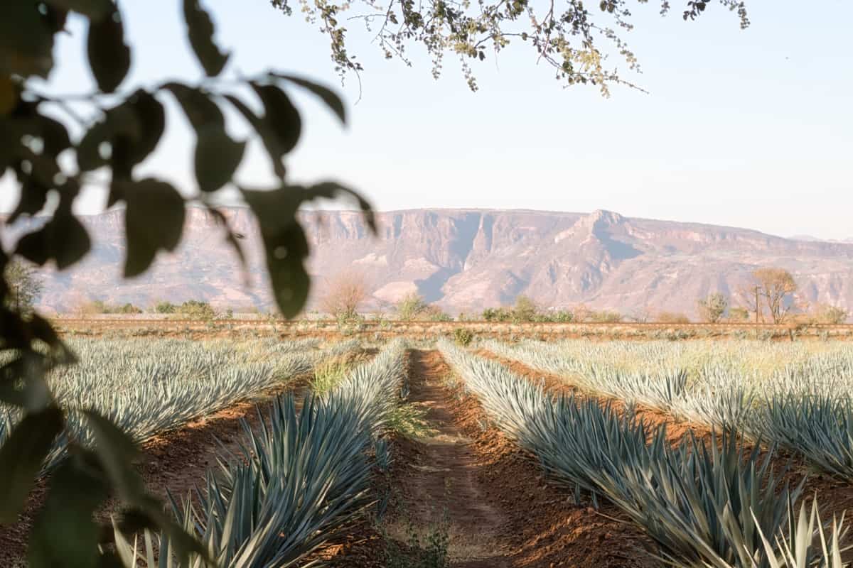 Agave field for Tequila production,
