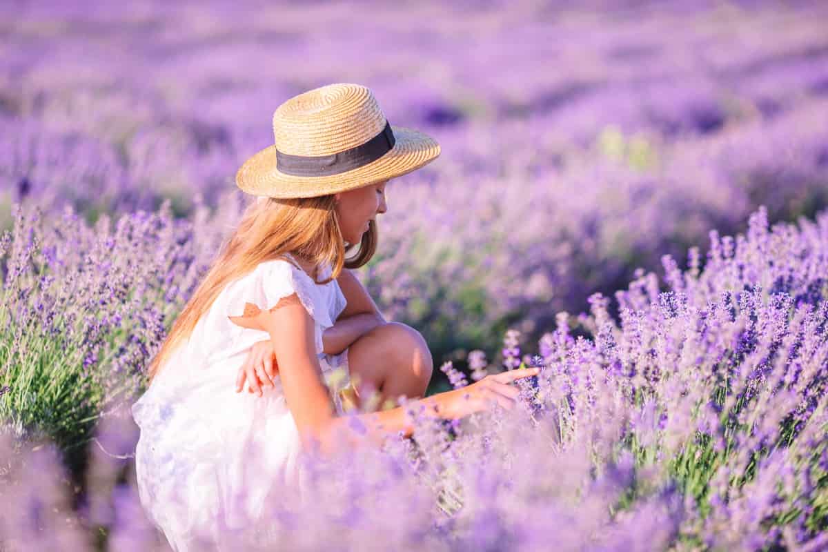 Lavender flowers field 