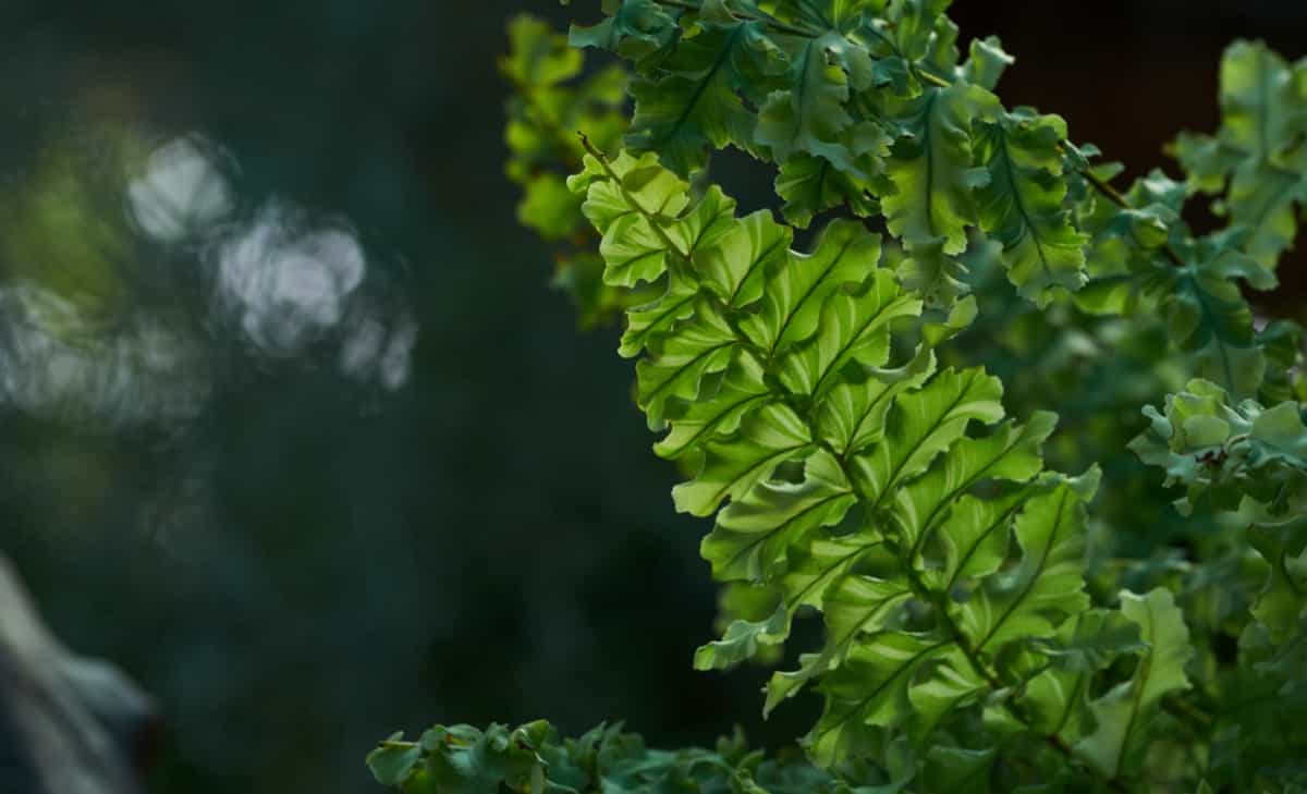 Best Plants for North: Fresh green of Boston fern leaves