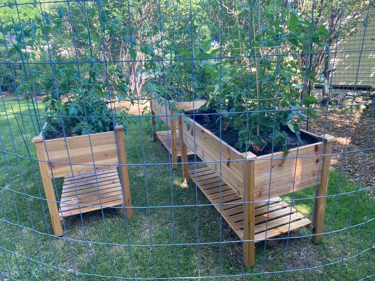Raised garden beds with fencing
