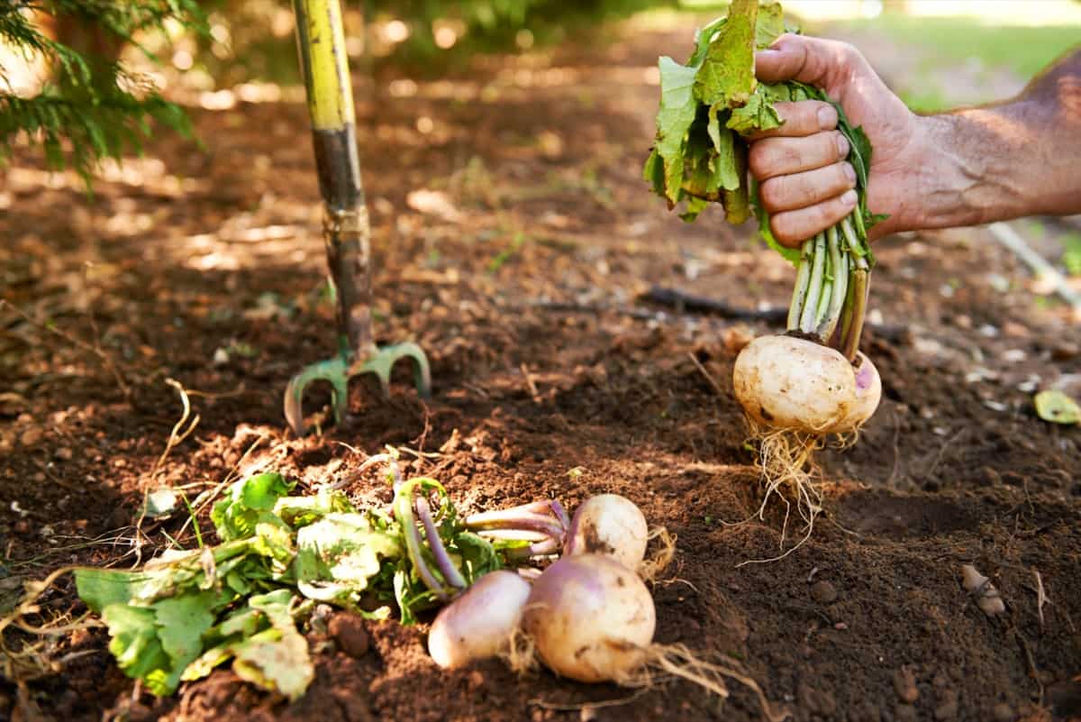 Turnip Harvesting