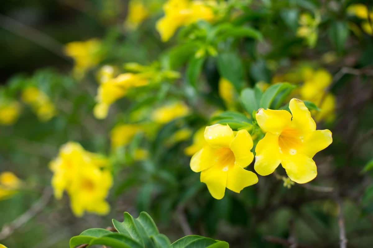 Forsythia Flowers Yellow