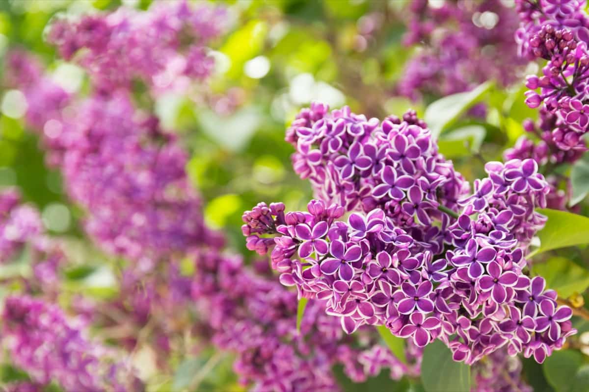 Best Shrubs for Pollinators: Lilac