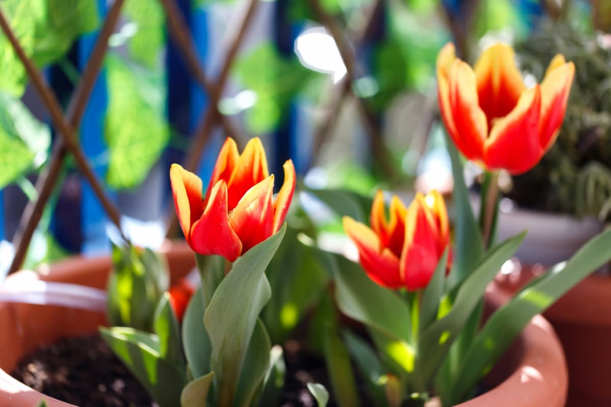 Best Steps to Revive Dying Tulip