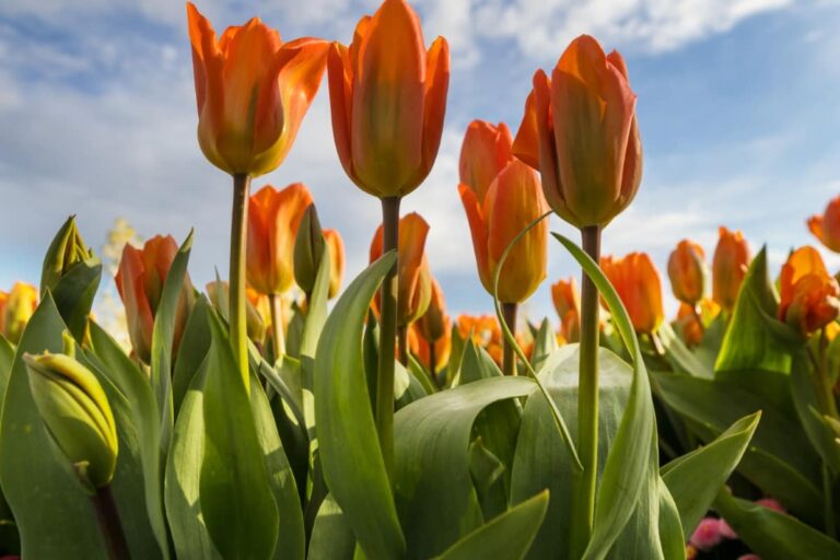 Best Steps to Revive Dying Tulip with Natural and Organic Treatment