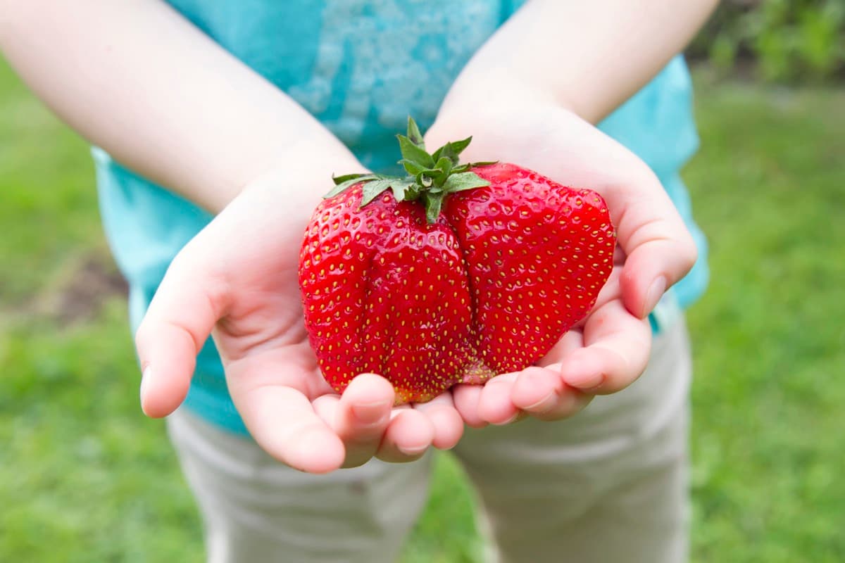 Top 19 Best Strawberry Varieties for Home Gardeners