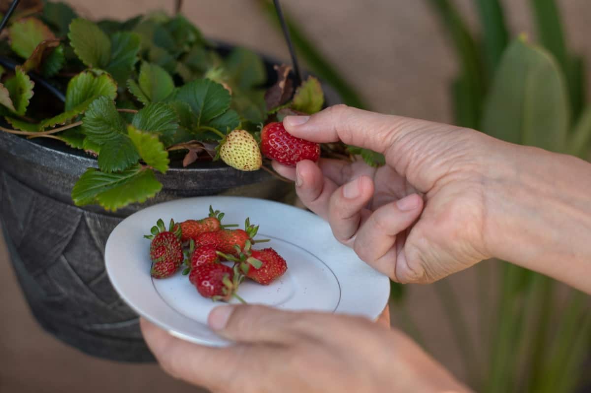 Strawberry harvesting