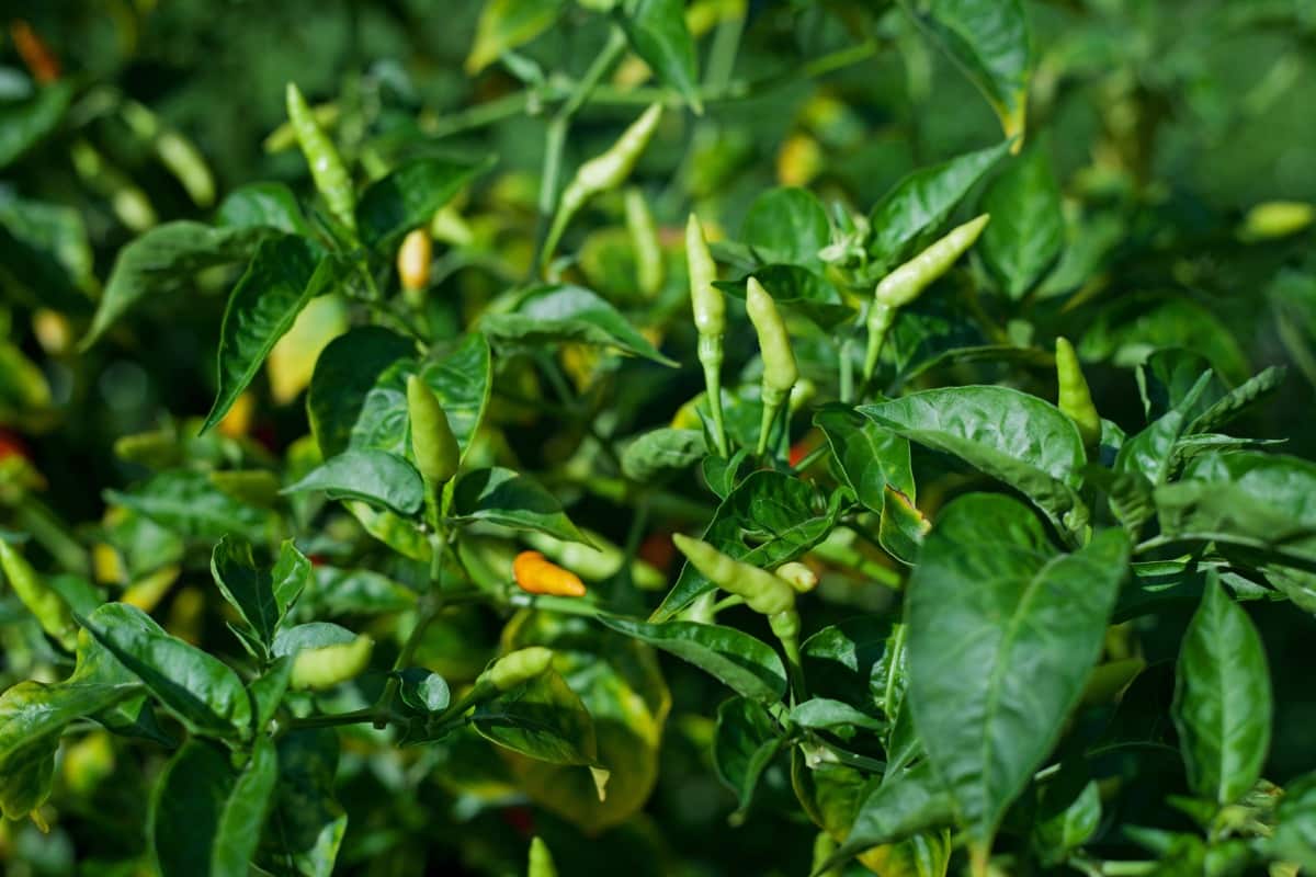 Best Tips for Making Pepper Plants Hotter