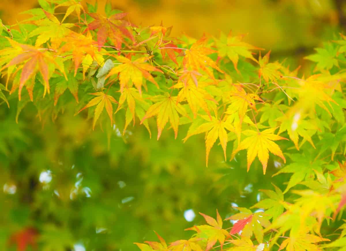 Best Trees for Fall Colors: Maple Trees