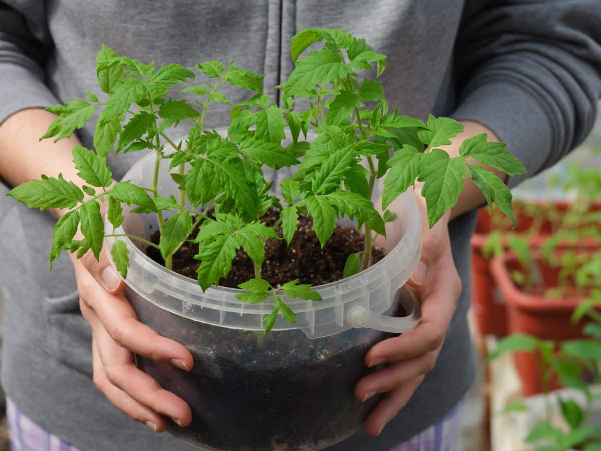 18 Best Vegetables to Grow in Buckets