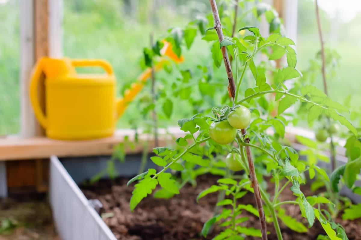 Best Vegetables to Grow in Raised Beds: Tomatoes