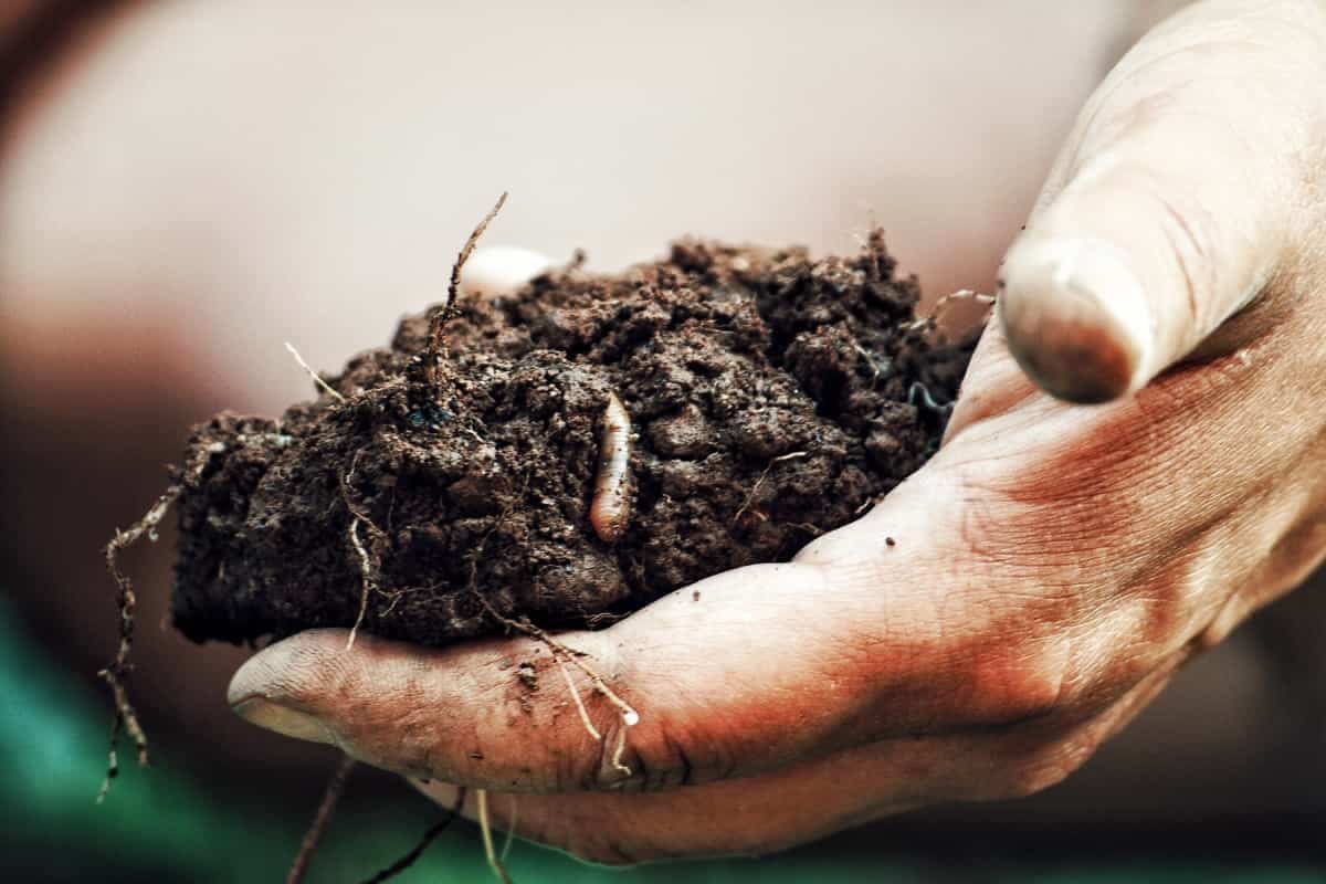 Best Ways to Add Phosphorus to Your Soil3