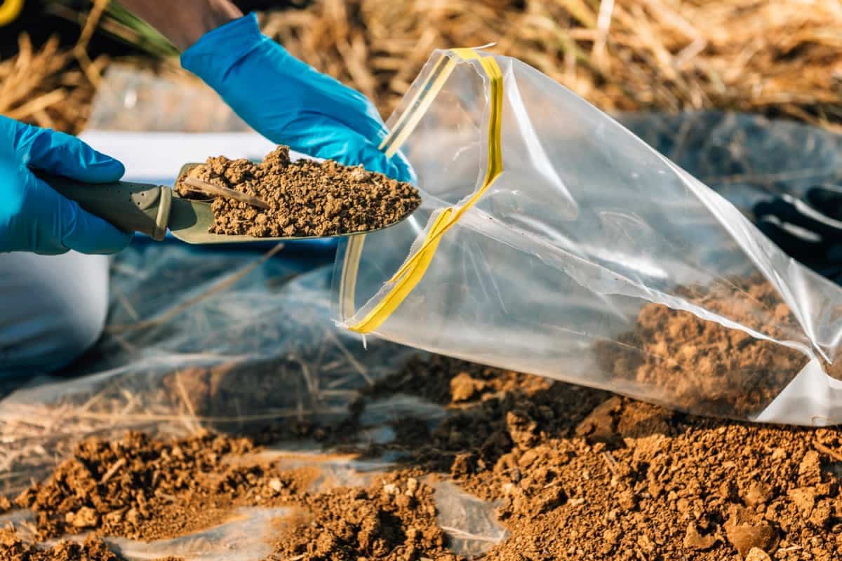 Best Ways to Add Phosphorus to Your Soil6